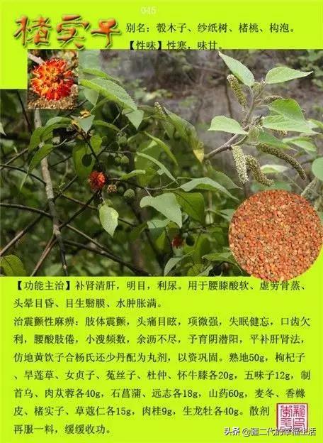 常见中草药图谱，中草药经典图谱（让你知道常用药都长啥样）