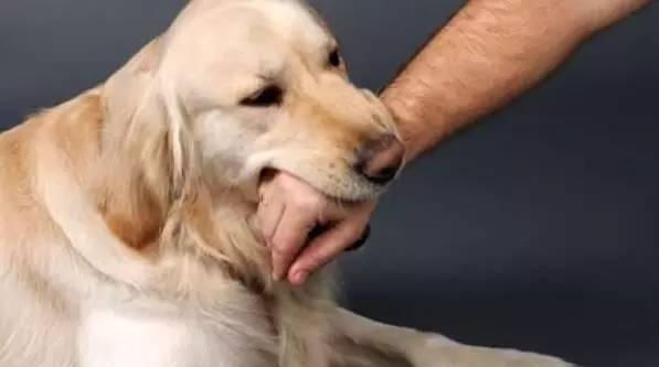 怎么训练狗狗不咬人，让狗狗学会不咬人的4个方法技巧（怎么纠正狗狗老咬人的行为）