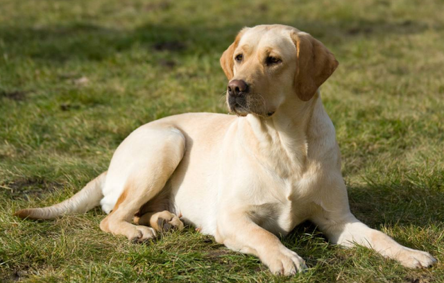 世界上最忠诚的狗，世界上最忠诚的狗的照片（最忠诚的3种狗和最不忠诚的3种狗）