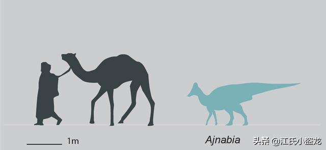 re网名的含义，Re微信昵称（2020古生物学家到底命名了多少种恐龙）