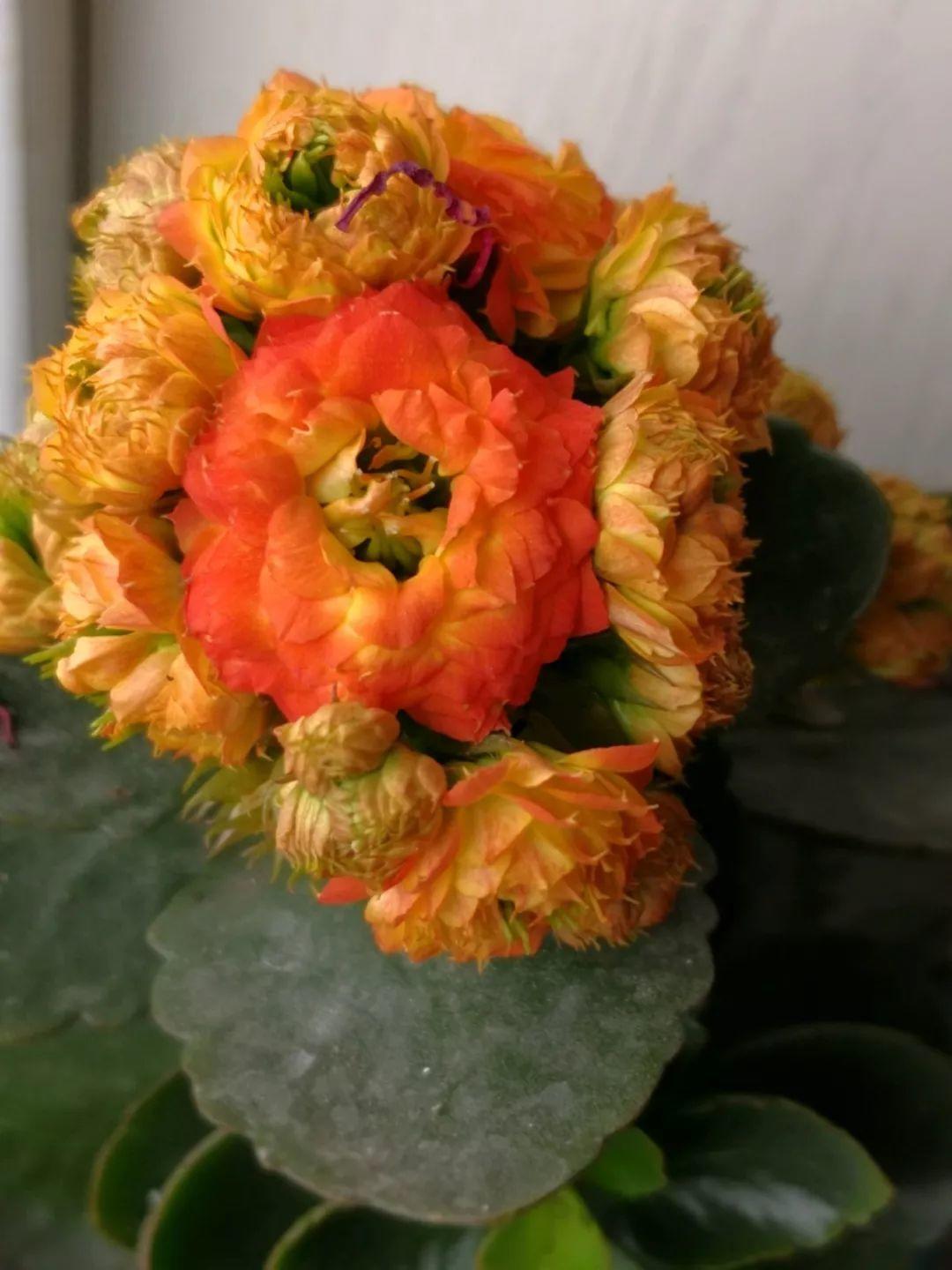 80个长寿花品种(全都美极了,只养1盆真的不够) - 彝家农业网