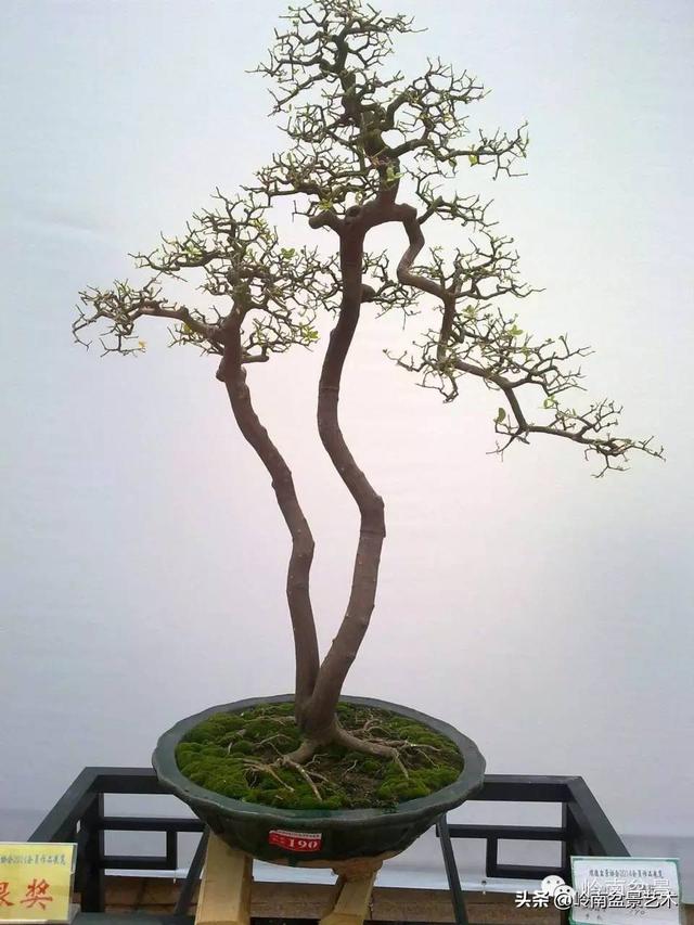 山桔种植方法，山桔盆景，其实没那么难养！