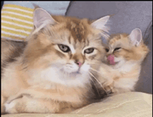 南美最小的猫科动物，南美林猫通体黑色变种（猫“打哈欠”的意思）