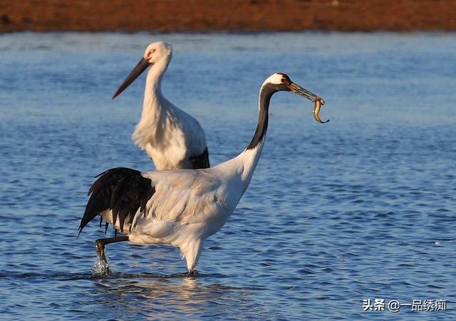 一个东一个鸟怎么读，一个东一个鸟怎么念（见过好多鸟名生僻字）