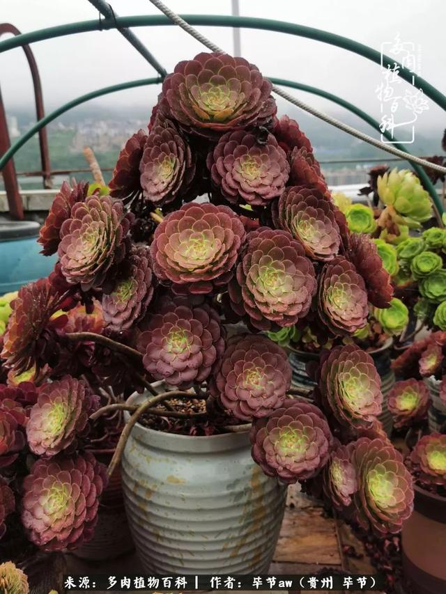 晴天橙子可爱头像微信，晴天橙子可爱头像（有多少次的会心一笑，全因多肉）