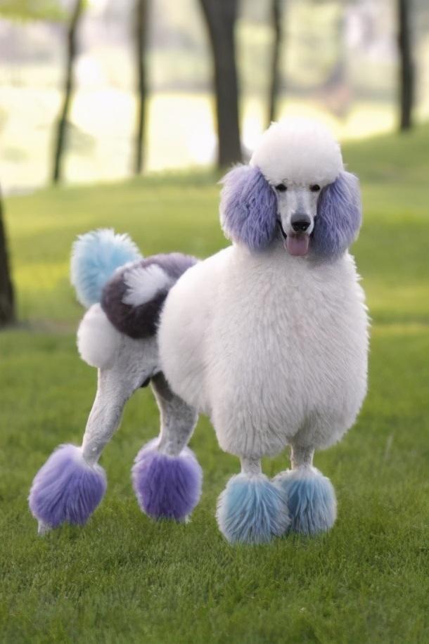 贵宾犬和泰迪的区别