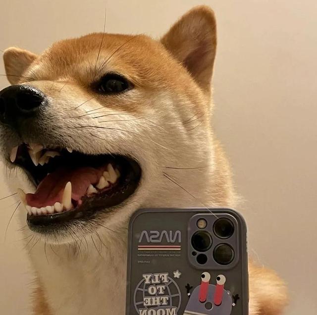 可爱的狗子图片，可爱狗子头像微信（狗狗憨憨头像‖好可爱啊）