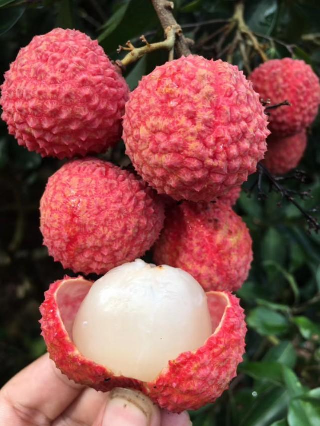 上火可以吃荔枝吗，荔枝上火能吃吗（荔枝吃上火吗）