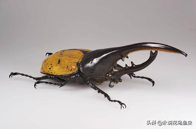 独角仙喜欢吃什么，独角仙喜欢吃什么水果（能养吗 好养吗 怎么养）