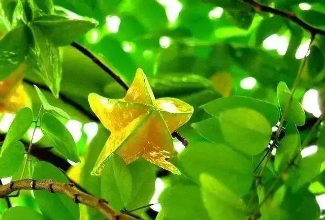 图片[3]-杨桃怎么吃才是最好？怎么吃最有营养呢？-起舞食谱网