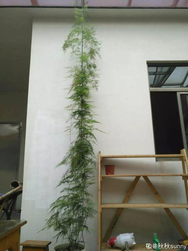 吊兰怎么养才能更旺盛，吊兰叶子尖发黄干枯什么原因（敲个鸡蛋埋土里）