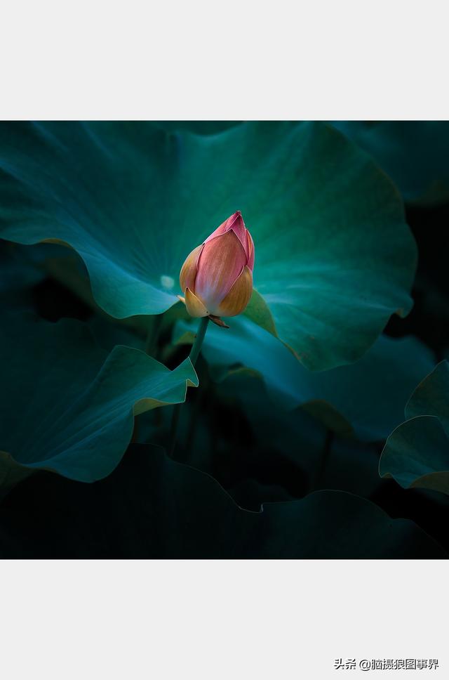 荷花图片，荷花图片大全真实照片（分享18张实拍荷花照）