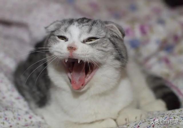 猫咪怎么交配，猫叫春为什么很寒碜