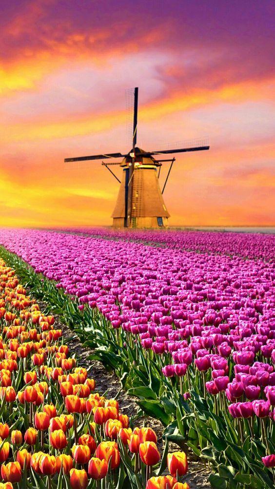 花景生多云讲什么，花景生（漫山遍野的鲜花，满眼春光）