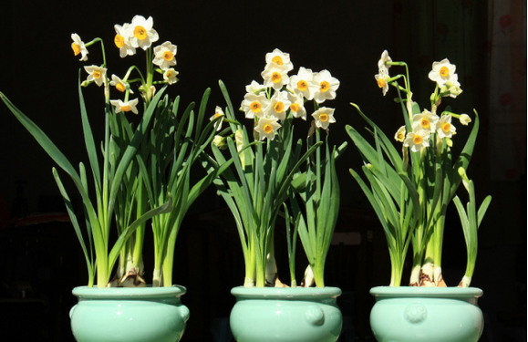 水仙花风信子有毒吗，水仙花风信子有毒吗能吃吗（避开这几种克星）