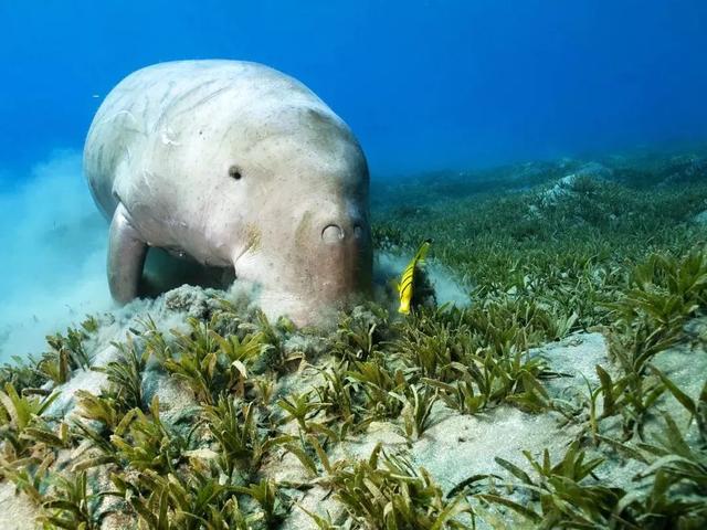 世界上有美人魚嗎,世界上有美人魚嗎真實視頻(大海中真實存在的美人魚