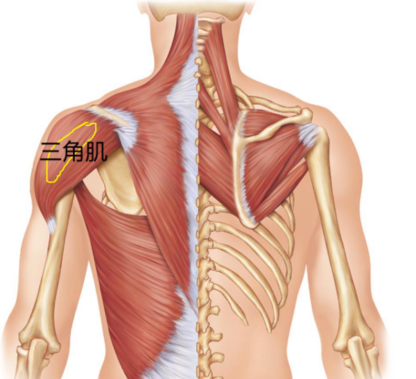 三角肌发达的好处，三角肌发达有什么用（三角肌拉伸的3个动作）