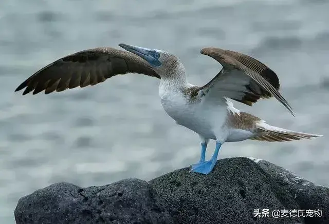 沙雕是什么鸟，沙雕是一种鸟吗（这些沙雕鸟儿也太好笑了哈哈哈哈哈哈哈）