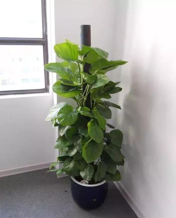 绿萝怎么养才能更旺盛，绿萝怎么养才能更旺盛用什么肥料