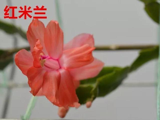 蟹爪兰图片，蟹爪兰你不知道的品种（蟹爪兰支架图片大全）