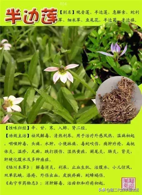 常见中草药图谱，中草药经典图谱（让你知道常用药都长啥样）