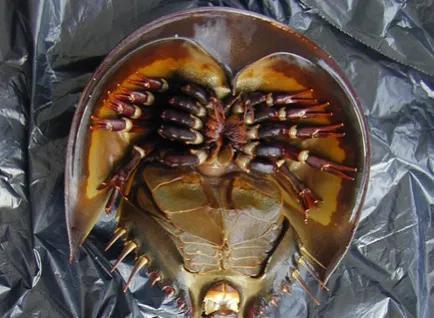 鲎为什么又叫做鲎鱼，这个是鲎吗（<hou>亲缘关系最近的是蜘蛛）