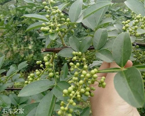 菠萝蜜和榴莲的区别，榴莲和菠萝蜜的区别（这5种农产品常被误认为是绿通）