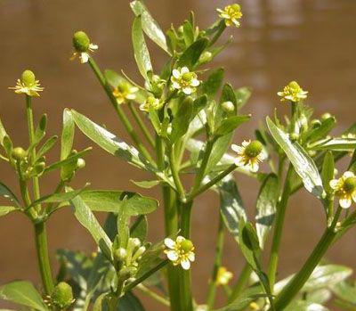 啮怎么读，溯怎么读出来（成语“穷鼠啮狸”的“啮”是什么意思）