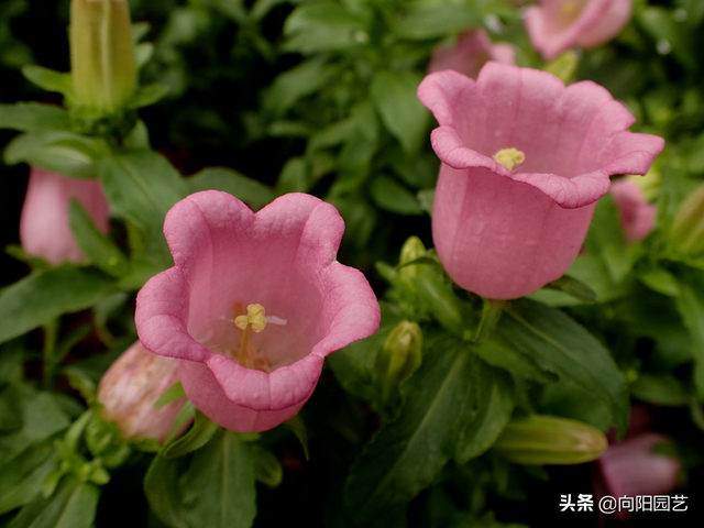 风铃草一年开几次花，风铃草多久开一次花（夏季注意“遮阳”）