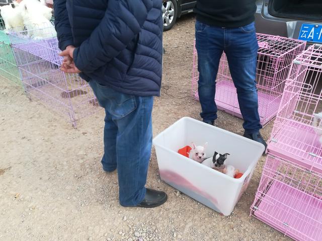 吉娃娃狗多少钱一只，金娃娃狗（狗市吉娃娃一只1200元）