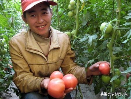 蔬菜大棚种植技术，大棚番茄种植技术，你知道吗（蔬菜大棚种植技术培训）