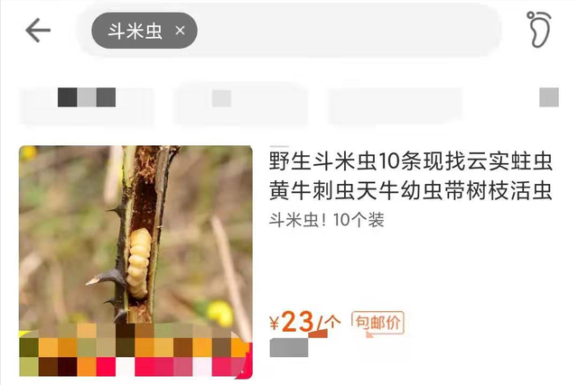 天牛幼虫防治，天牛幼虫用什么药效果好（云实树里的斗米虫）