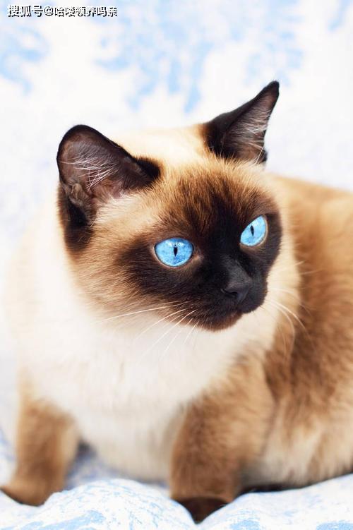 暹罗国是哪个国家（猫界变色龙：暹罗猫）