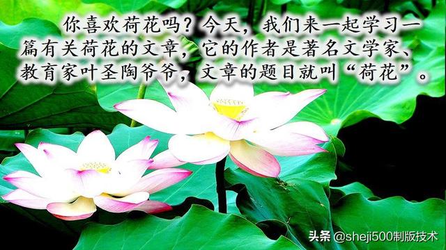 莲蓬的蓬是不是读轻声，莲蓬的蓬为什么读轻声（部编版语文三年级下册第3课《荷花》图文讲解）