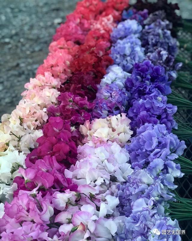 香豌豆的花语是什么，野豌豆的花语（欧洲人心目中的“切花之后”）