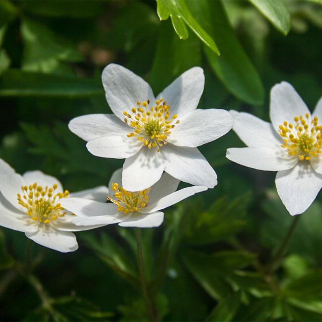 小连翘的花语是什么，小连翘的花语是什么花（请查看您的专属生日花）