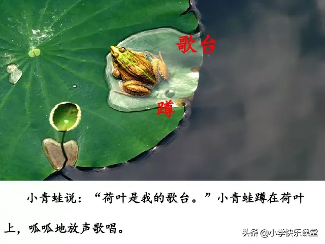 一什么荷叶一什么凉伞，荷叶是小雨的凉伞（小学部编版一年级下册语文课文13《荷叶圆圆》图文解读+知识点）