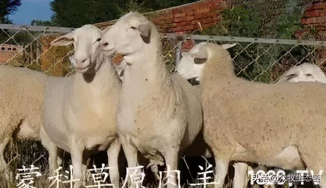 大同特产，世界上最好的羊，看看都在哪（大同特产有什么可以送礼的）