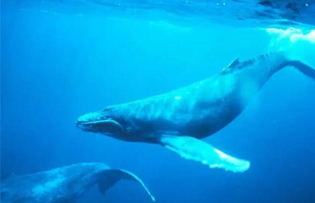 比蓝鲸大一亿倍的生物，世界上最大的生物（地球上是否存在比蓝鲸还大的生物）