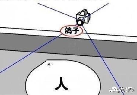 鸽子为什么这么大，鸽子为什么那么大是什么梗（鸽子为什么可以和人一样大）
