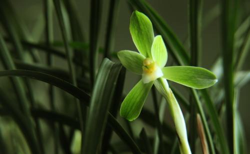 兰花变黄怎么挽救，兰花新长出来的叶子发黄怎么办（家里的“春兰”黄了叶）