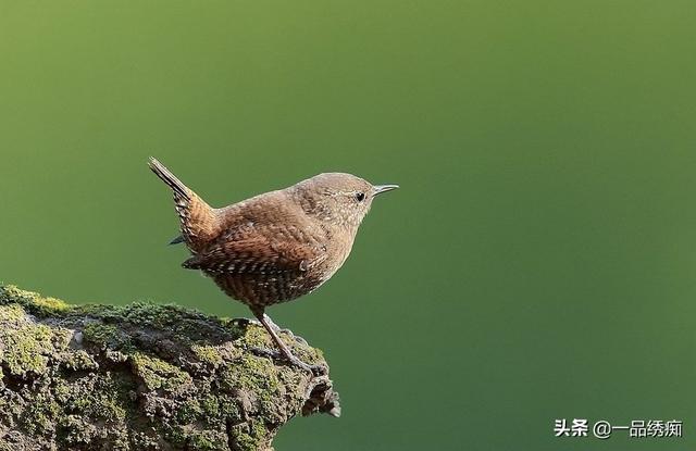 一个东一个鸟怎么读，一个东一个鸟怎么念（见过好多鸟名生僻字）