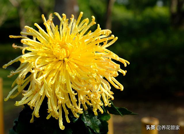 花瓣的瓣怎么写，花瓣的瓣的拼音（菊花的五类花瓣和30个基本花型）