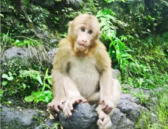 峨眉山海拔多少米，四姑娘山海拔多少米（游峨眉山4大误区，你中了几个）