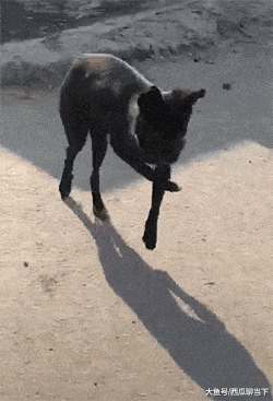 梦见自己穿裙子，梦见自己穿裙子是怎么回事（老婆第一次穿裙子坐公交吓得身后的小哥连连后退）