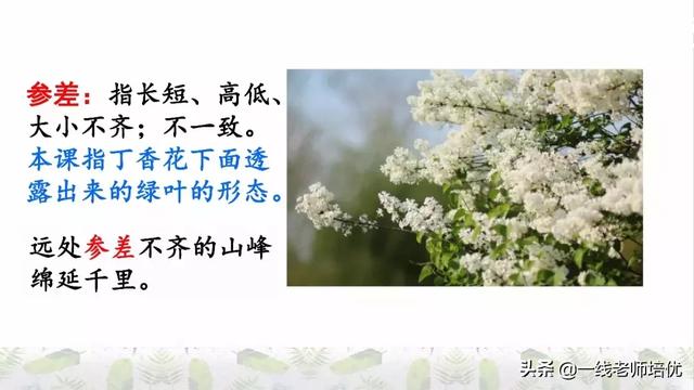 平淡无味的意思，清淡无味的意思（部编版六年级上册第2课《丁香结》重点知识点+图文解读）