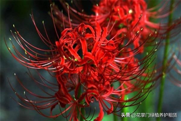 彼岸花的传说，彼岸花的真正故事有什么传说