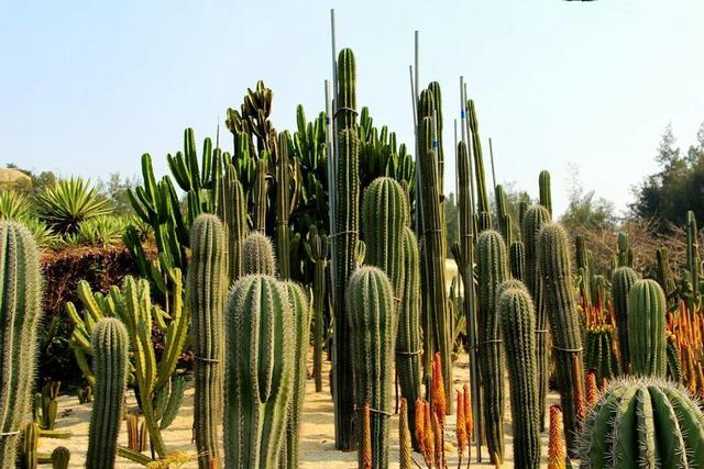 厦门万石植物园里有哪些植物，厦门万石植物园里有哪些植物花（种满多肉的植物园）