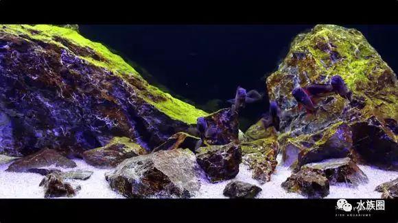 三湖慈鲷鱼缸造景(整景儿) - 去钓鱼