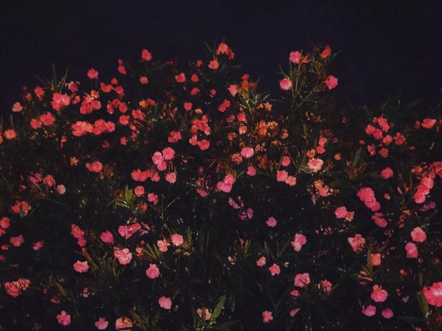 双鱼座厉害之处，双鱼座的强大之处（实则能“治住”强者）